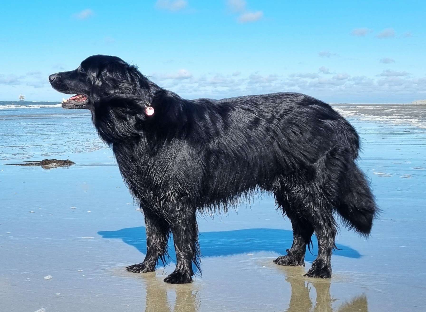 Aiven vom Dinkelhook